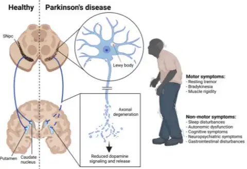 Nervonic Acid Powder