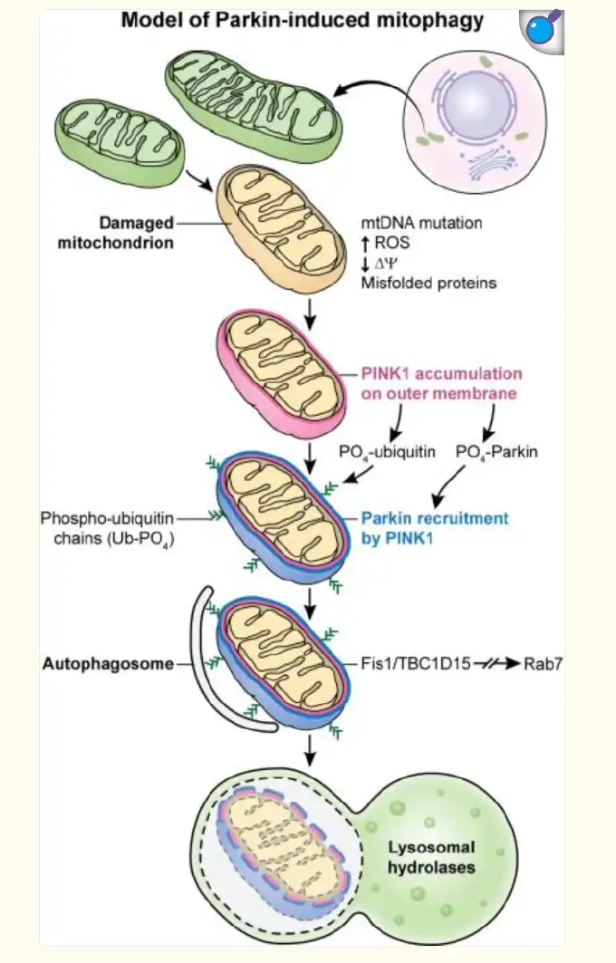 Nervonic Acid Powder Application
