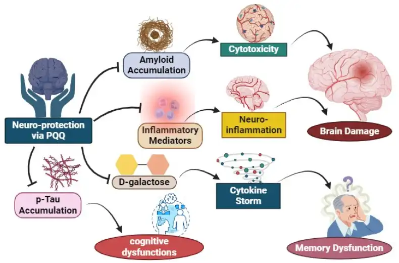 How does PQQ Bulk Powder promote cognitive health and memory?
