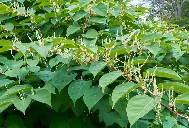 Polygonum Cuspidatum 98% Resveratrol Natural Powder