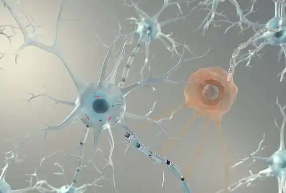 How does Nervonic Acid Powder influence immune modulation?