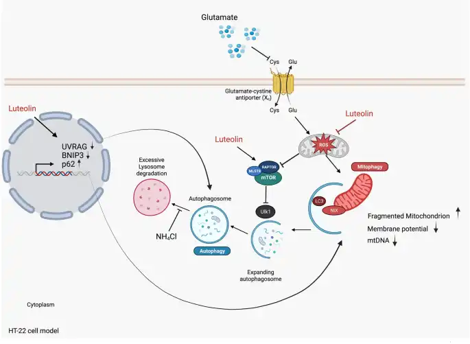 How Luteolin Powder Supports Respiratory and Allergy Management?