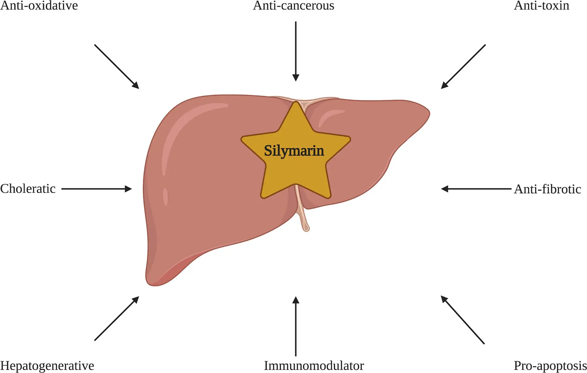 Silymarin Powder Benefits: Why It’s a Top Liver‑Support Supplement? Silymarin Powder Benefits: Why It’s a Top Liver‑Support Supplement?