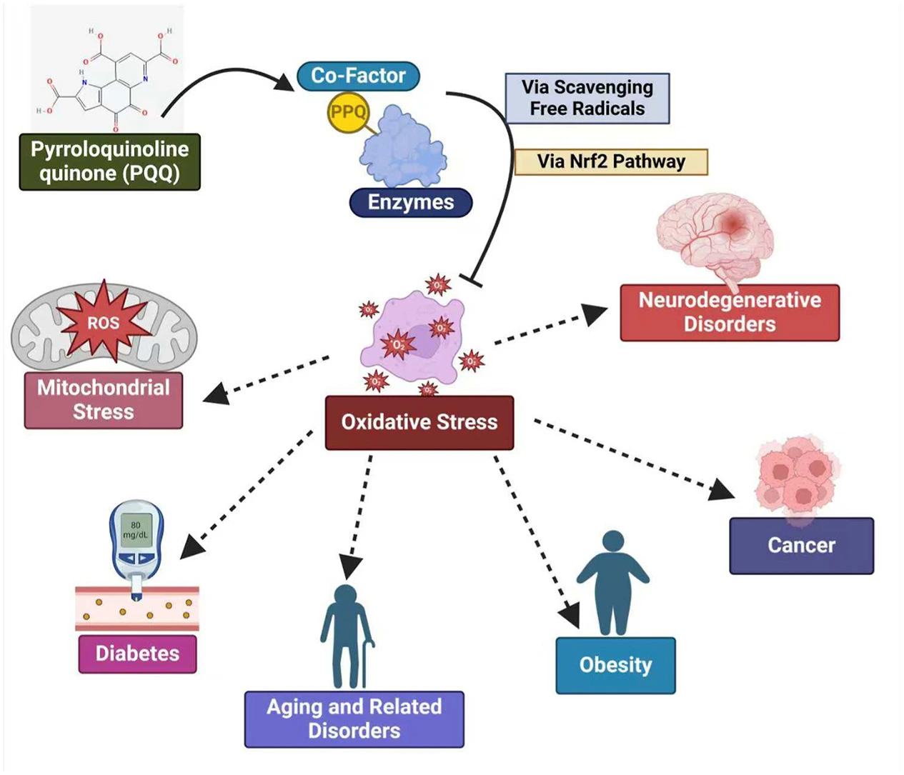 PQQ Bulk Powder Product Description