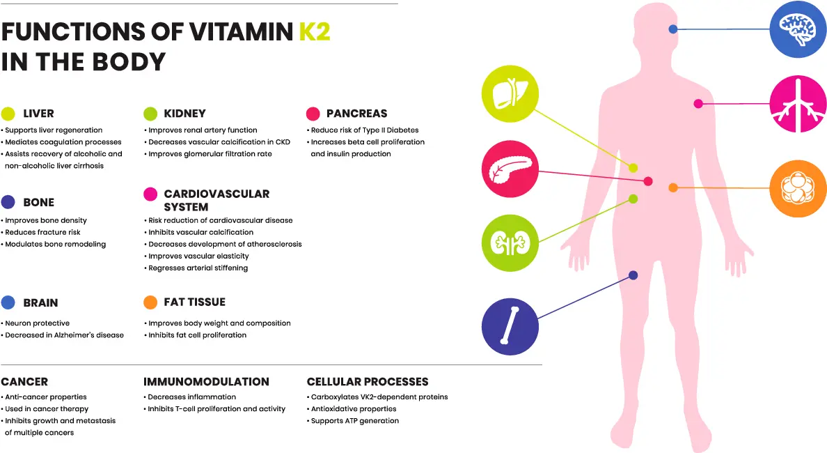 Vitamin K2 Powder Function & Application
