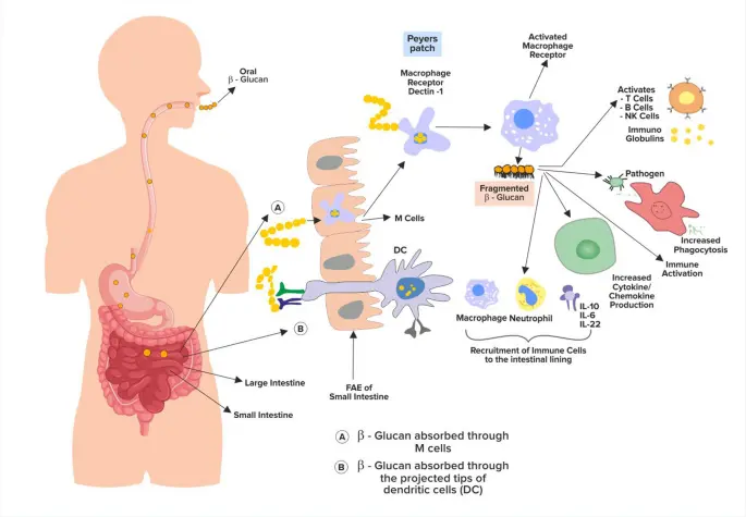 Yeast β-Glucan Powder Function & Application