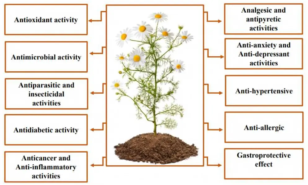 Chamomile Extract Powder Product Description Chamomile Extract Powder Product Description