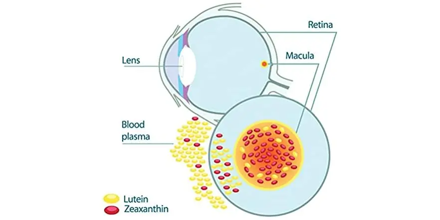 Luteolin Powder Product Description