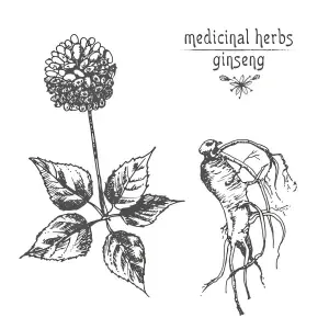 Ginseng Root Extract Powder Product Description