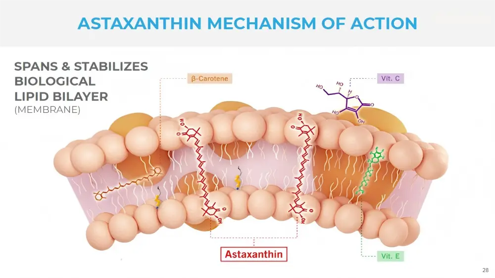 Astaxanthin Powder Description