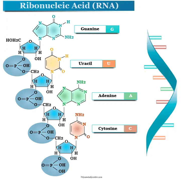Ribonucleic Acid Powder Function & Application