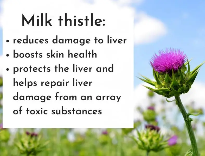 Milk Thistle Extract Powder Product Description