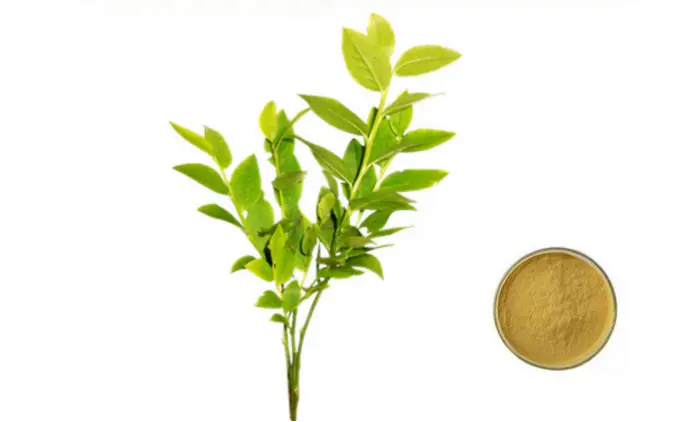 Tea Polyphenol Powder Product Description