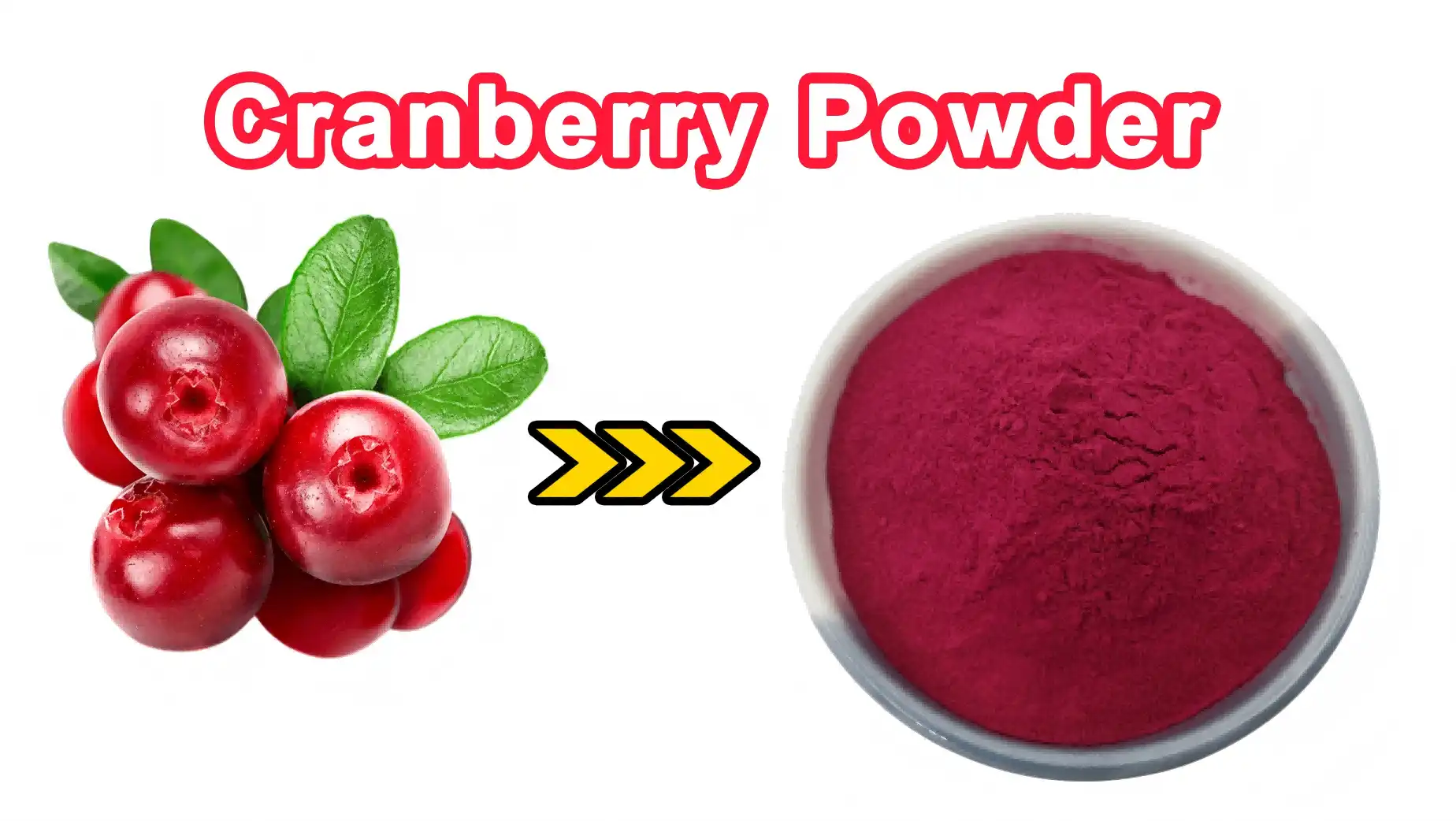 Organic Cranberry Fruit Extract Powder for Supplement Formulas