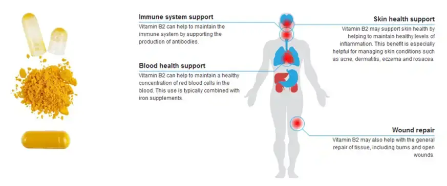 Riboflavin Powder Function & Application