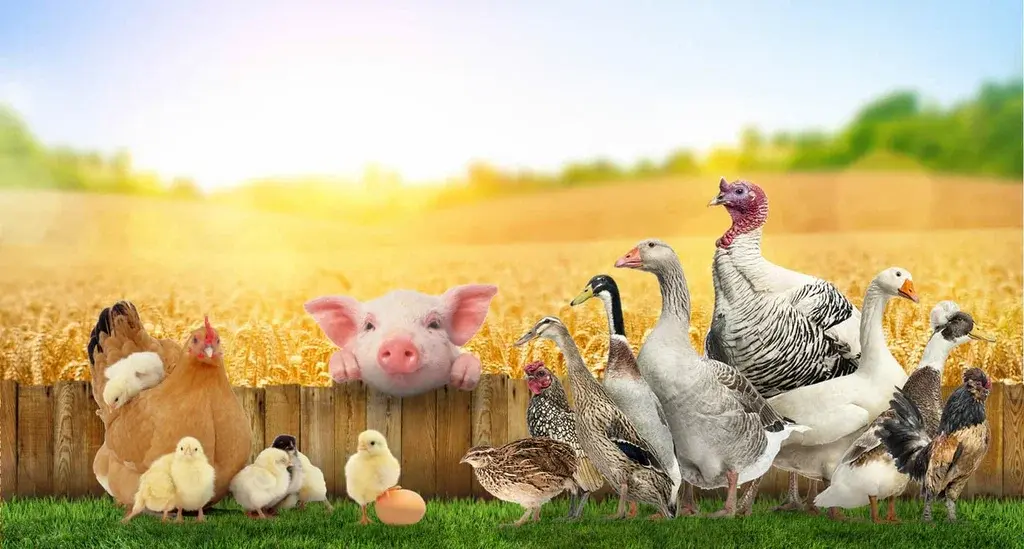 Diclazuril Powder Benefits for Preventing Coccidiosis in Poultry