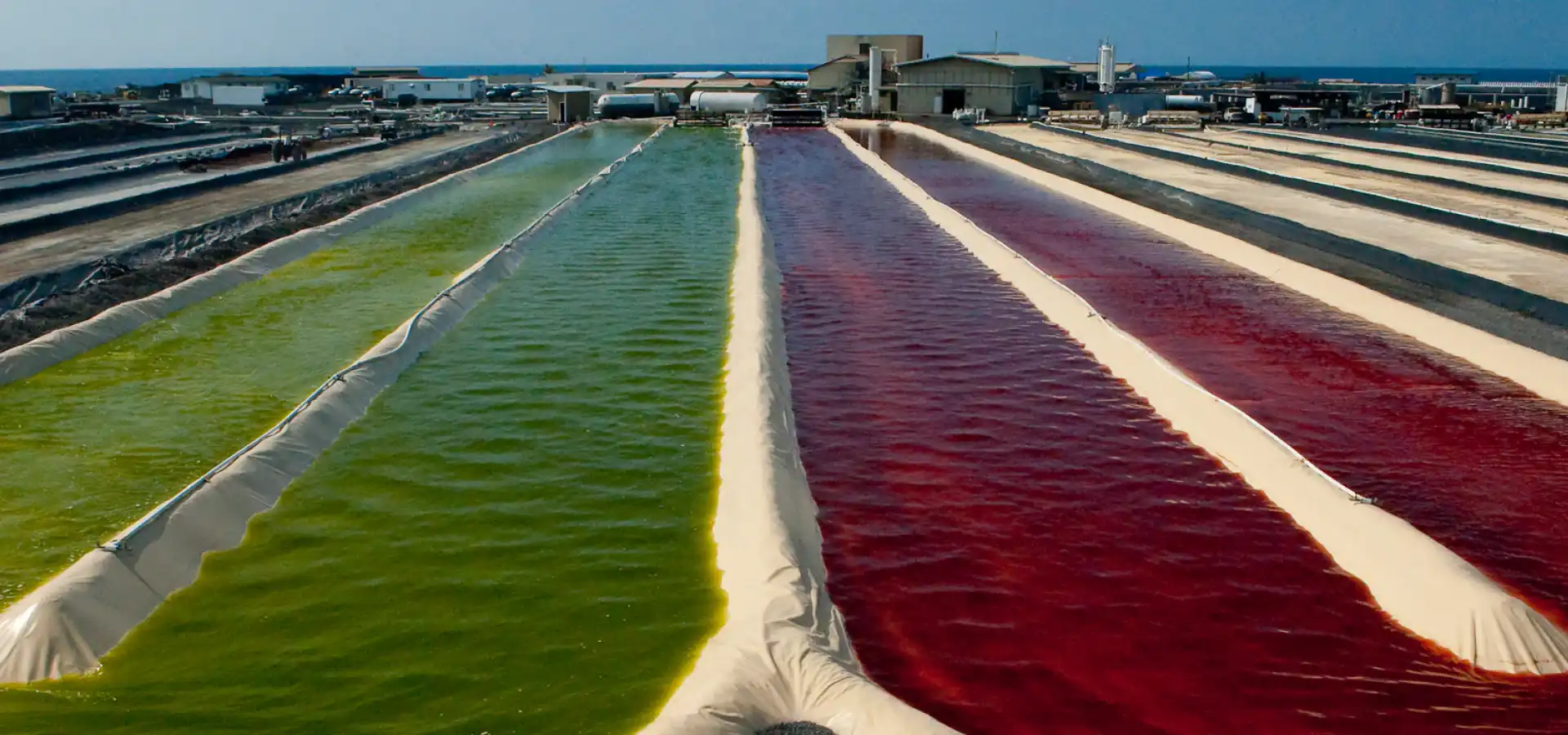 Haematococcus Pluvialis Oil vs Astaxanthin: What’s the Difference?