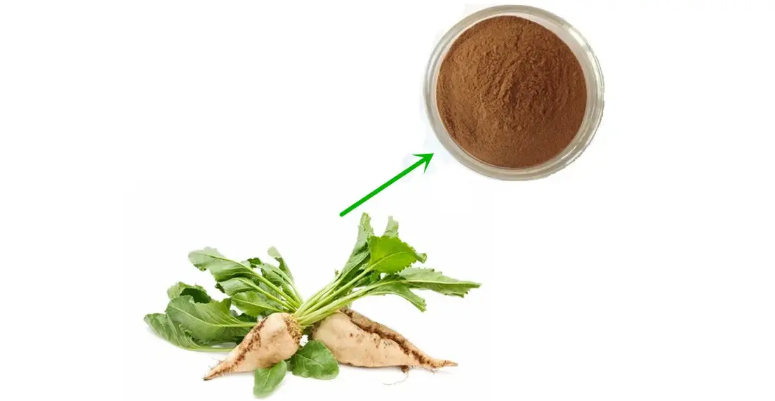 Chicory extract powder Product Description