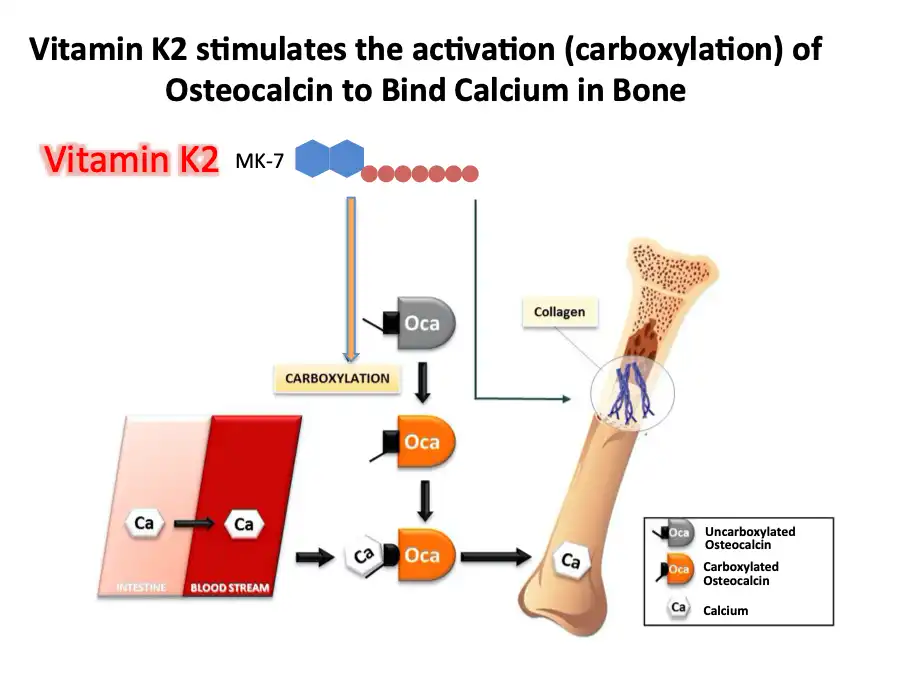 Vitamin K2 Powder for Strong Bones and Calcium Balance
