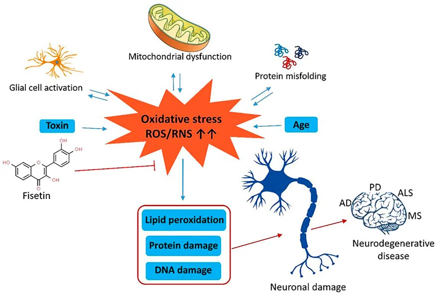 Can Fisetin Extract Powder Improve Brain Function? Can Fisetin Extract Powder Improve Brain Function?
