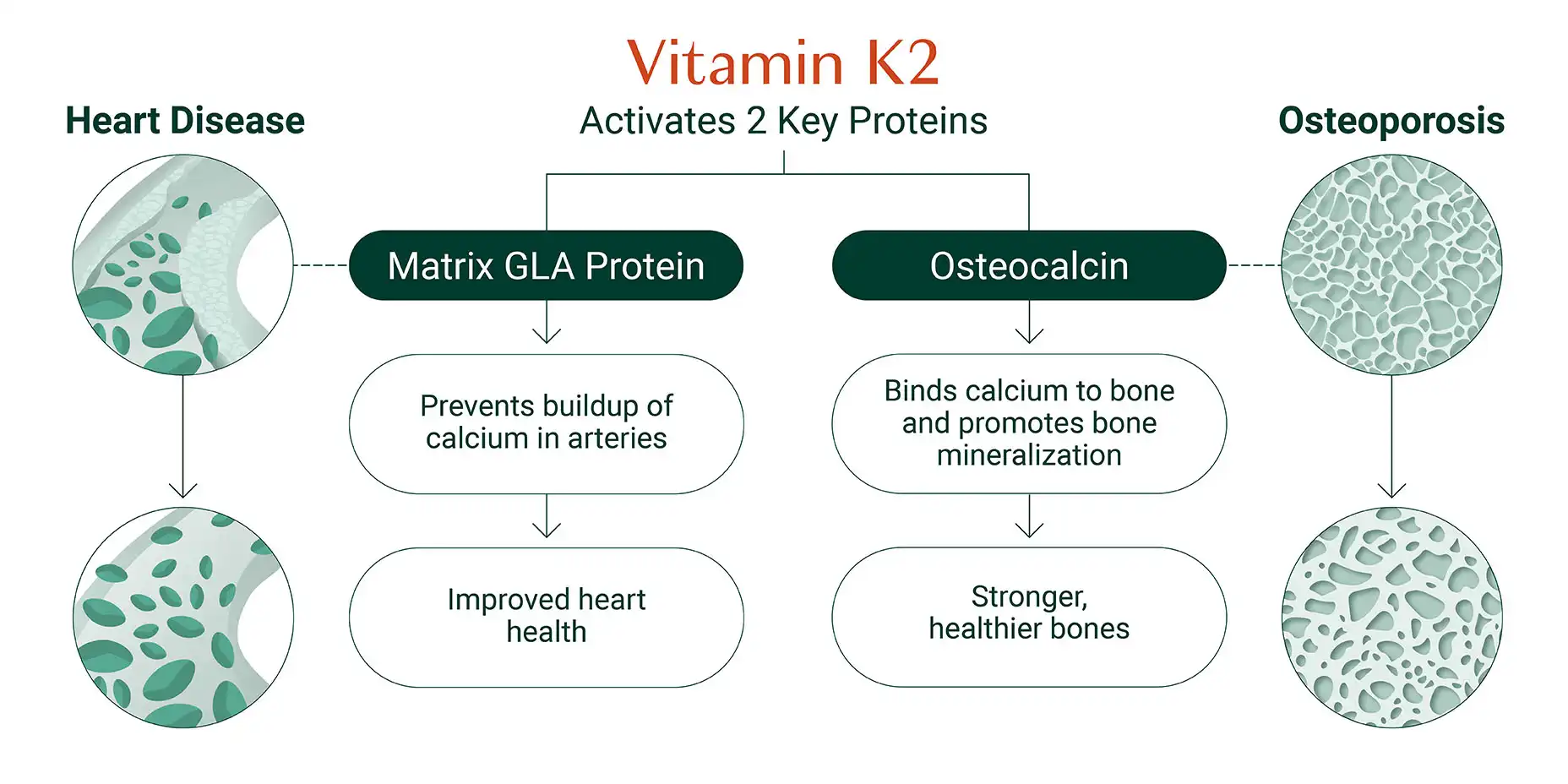 What Is Vitamin K2 Powder? Complete Buyer Guide
