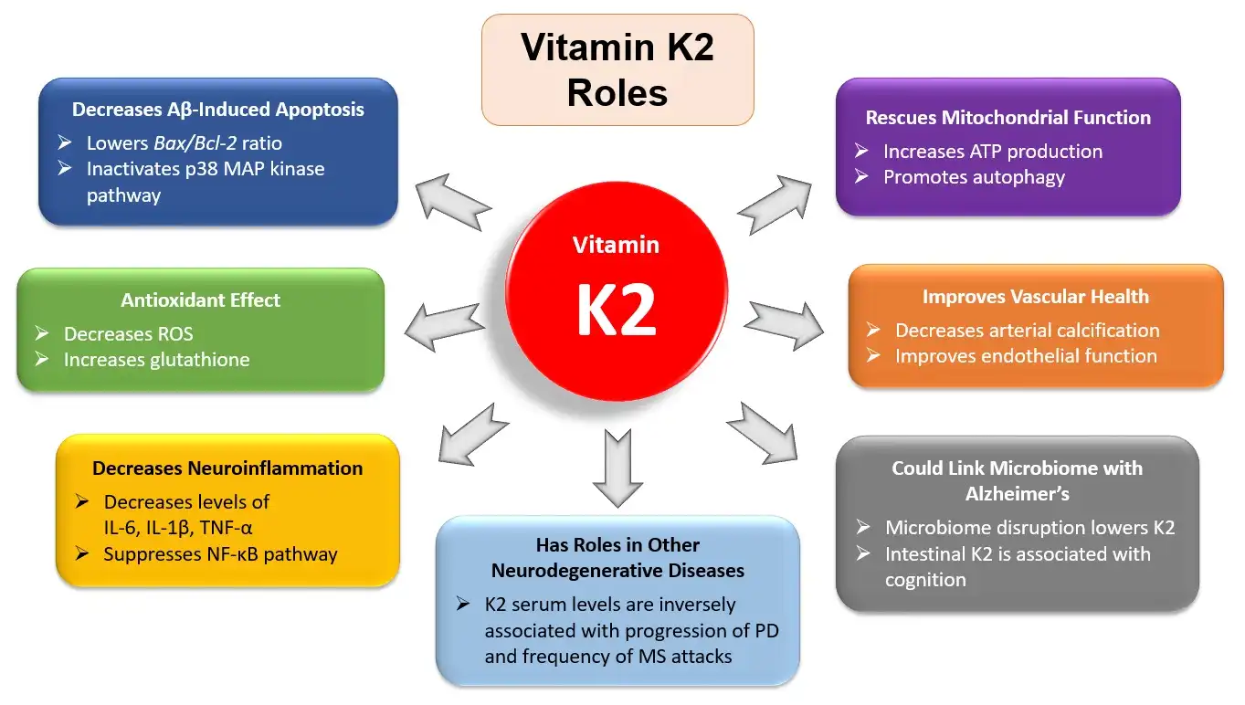 Bulk Vitamin K2 Powder Supplier for Global Markets