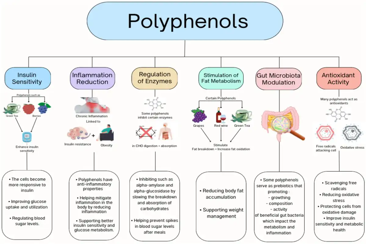 Polyphenol Powder Benefits: Why Is It So Popular?