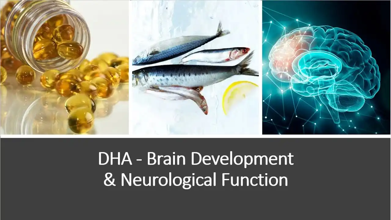 Is DHA Powder Effective for Memory and Focus?