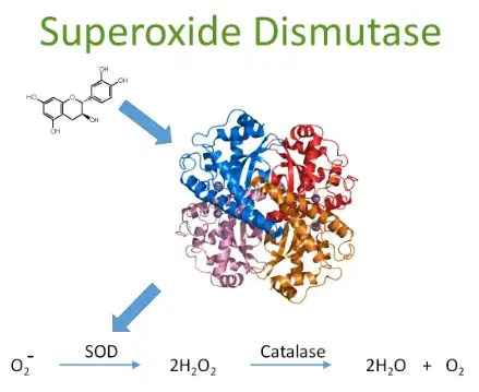 Need Food-Grade Superoxide Dismutase Powder for Supplements? Need Food-Grade Superoxide Dismutase Powder for Supplements?