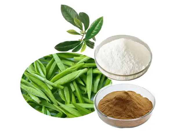 Need Green Tea Extract Powder Bulk with COA Reports?