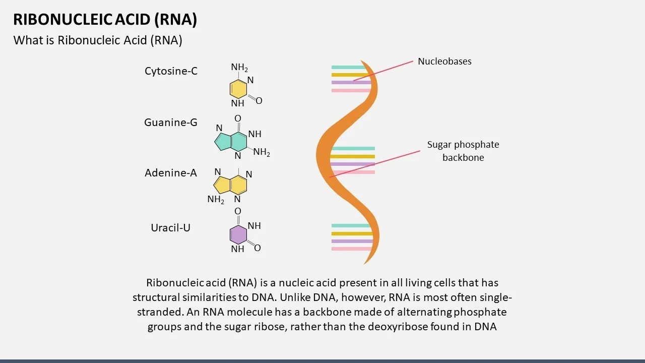 How Does Ribonucleic Acid Powder Support Cellular Function?