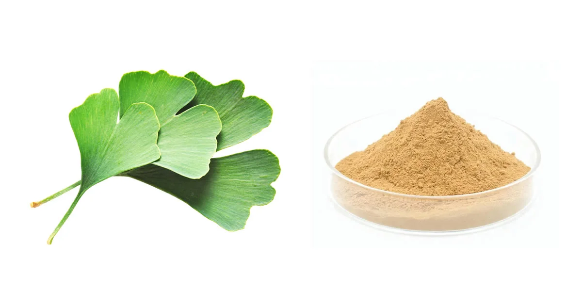 Can Ginkgo Biloba Extract Powder Support Healthy Circulation?