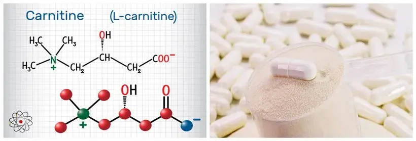 How to Choose High-Purity L-Carnitine Powder Suppliers?